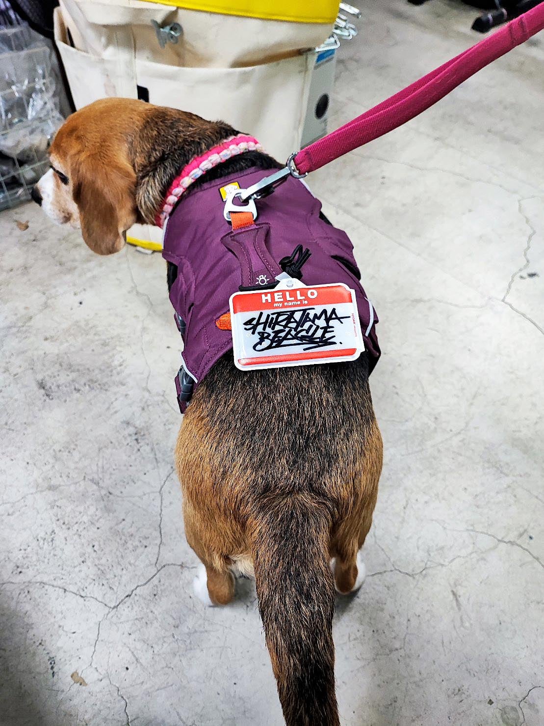 週一 HELLO LABELリフレクター | ToxicWorks